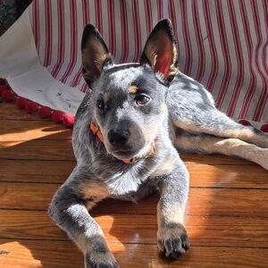 Meet your Posher, Carrie